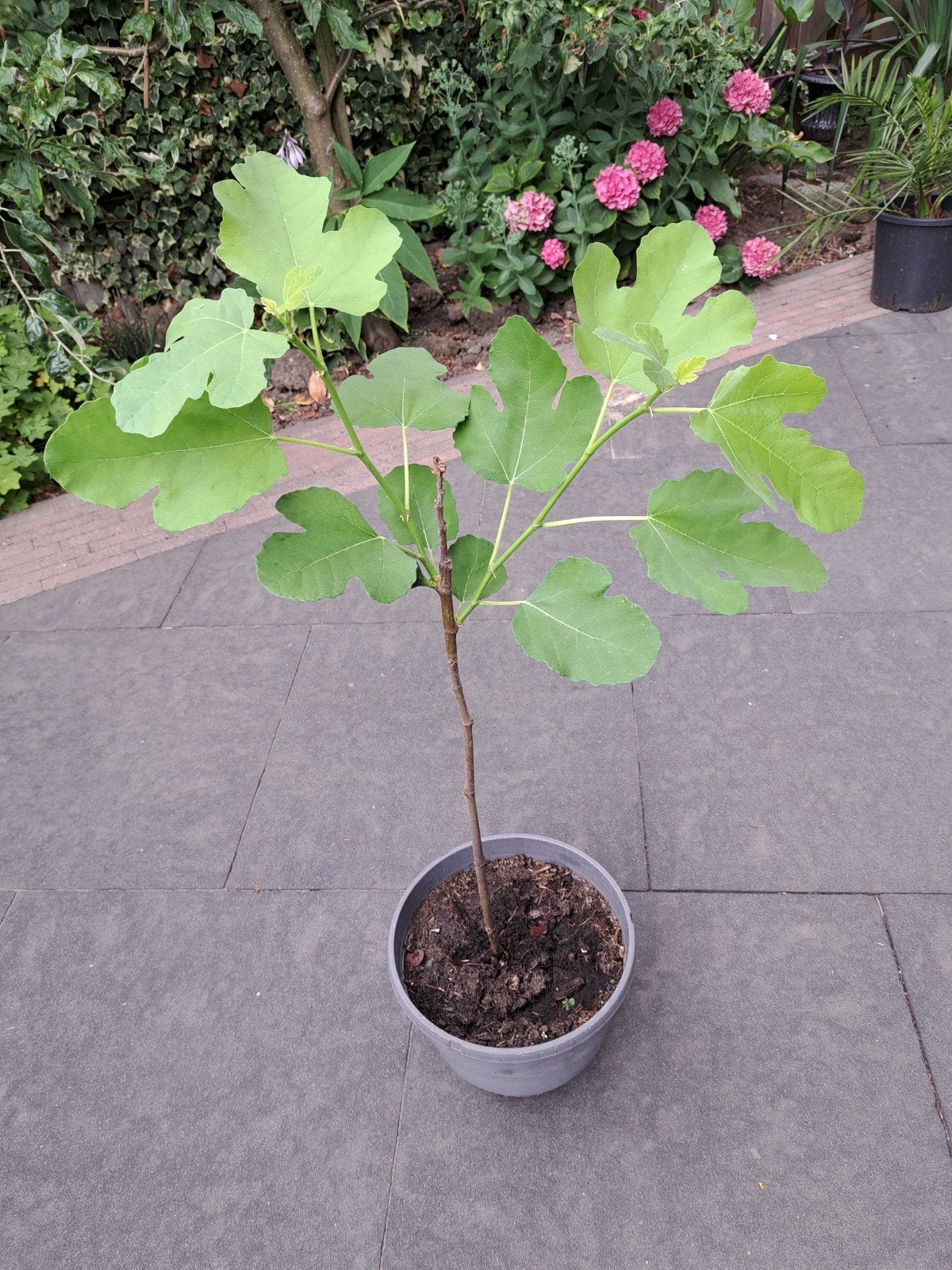 Vijgenboom, Ophalen, Lente, Volle zon, Vijgenboom