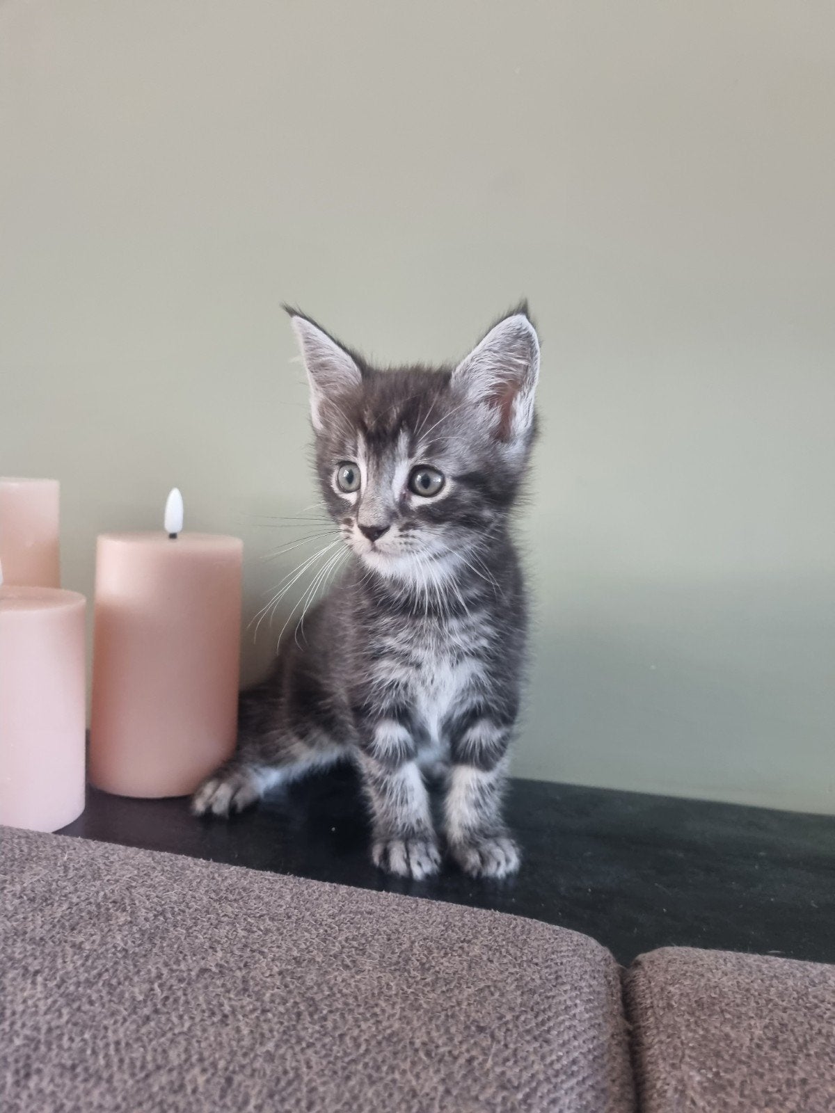kruising Maine coon kittens, Meerdere dieren, Ontwormd, 0 tot 2 jaar