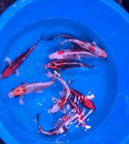 HQ Import koi 25 / 30 cm bij Koidream in Valburg, Karper of Koi