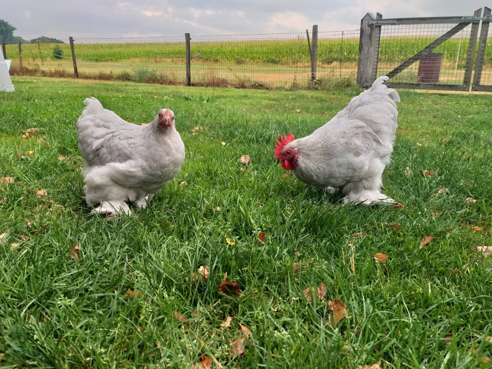 Jonge Cochin kippen, haan met hen, Dieren en Toebehoren, Pluimvee, Meerdere dieren, Kip