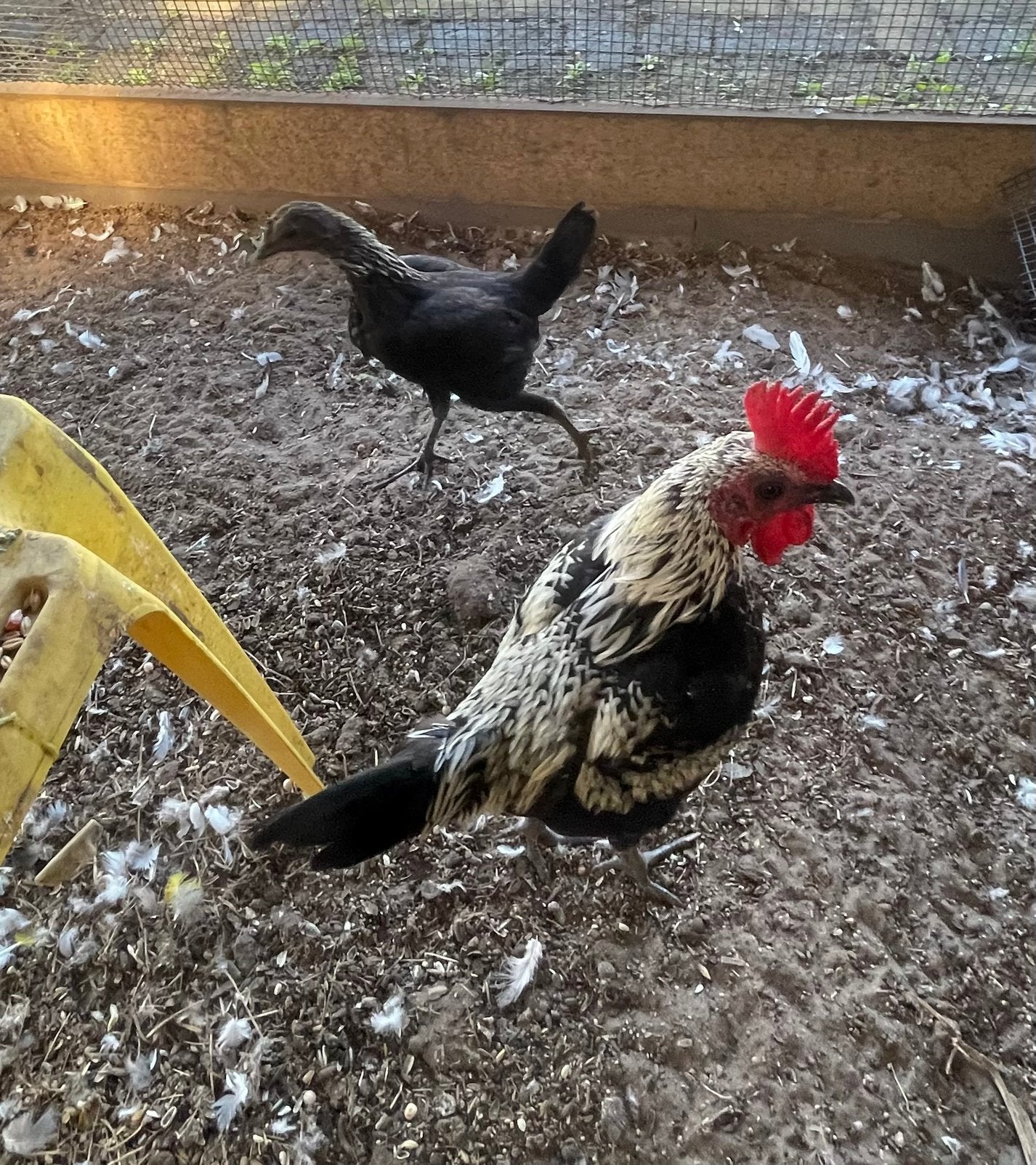 Koppel modern engelse vechters, Dieren en Toebehoren, Meerdere dieren, Kip