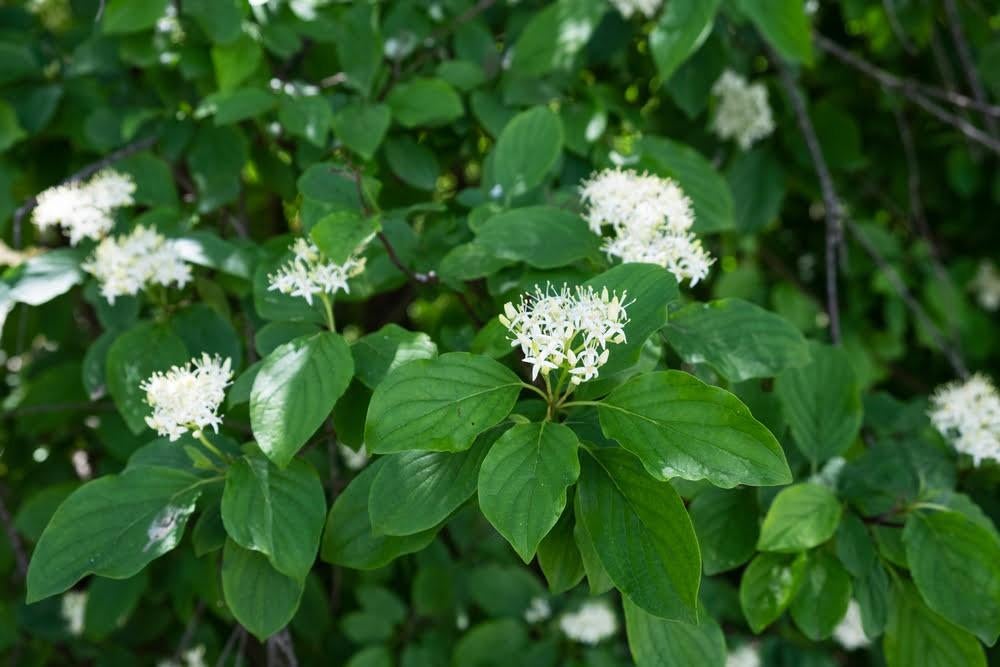 Rode Cornus, Ophalen, Overige soorten, Struik, Minder dan 100 cm