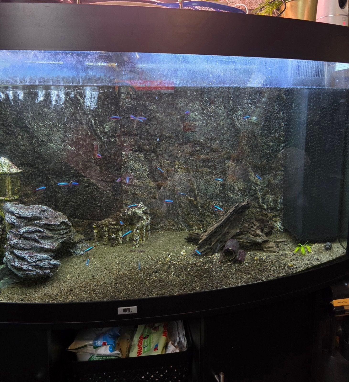 Juwel aquarium compleet startklaar, Ophalen, Gebruikt, Gevuld zoetwateraquarium, Inclusief vissen
