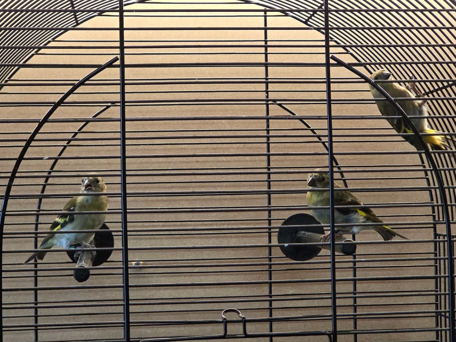 Jonge zwartkopsijzen, Dieren en Toebehoren, Vogels | Overige Vogels, Meerdere dieren