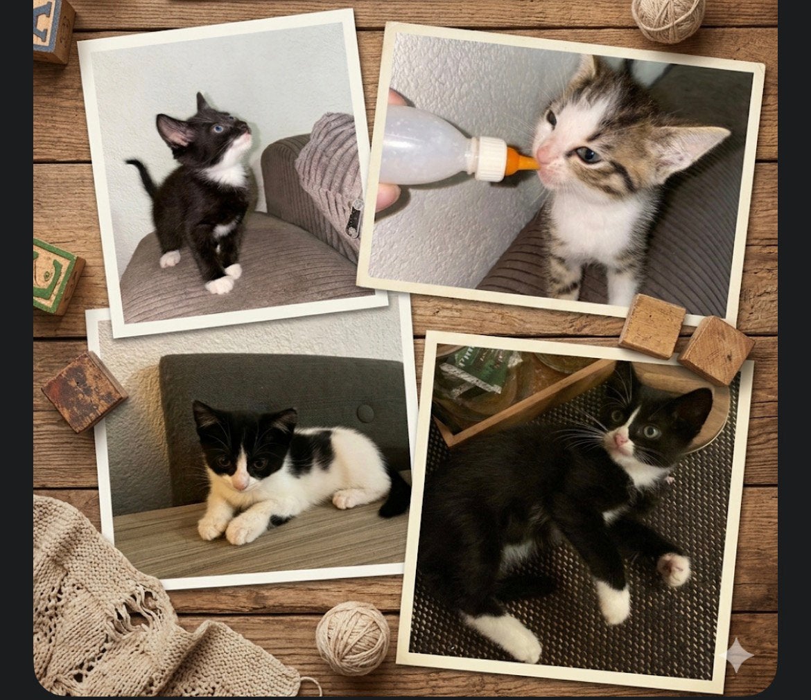 Kittens, Meerdere dieren