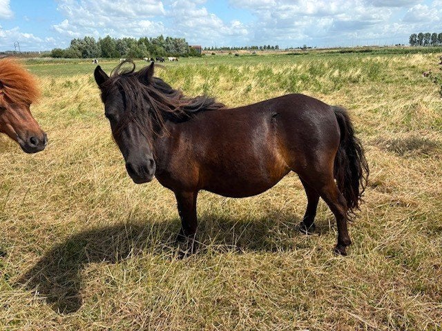 te koop shetlanders drachtige merries voor 2027, Dieren en Toebehoren, Merrie, A pony (tot 1.17m), 0 tot 2 jaar