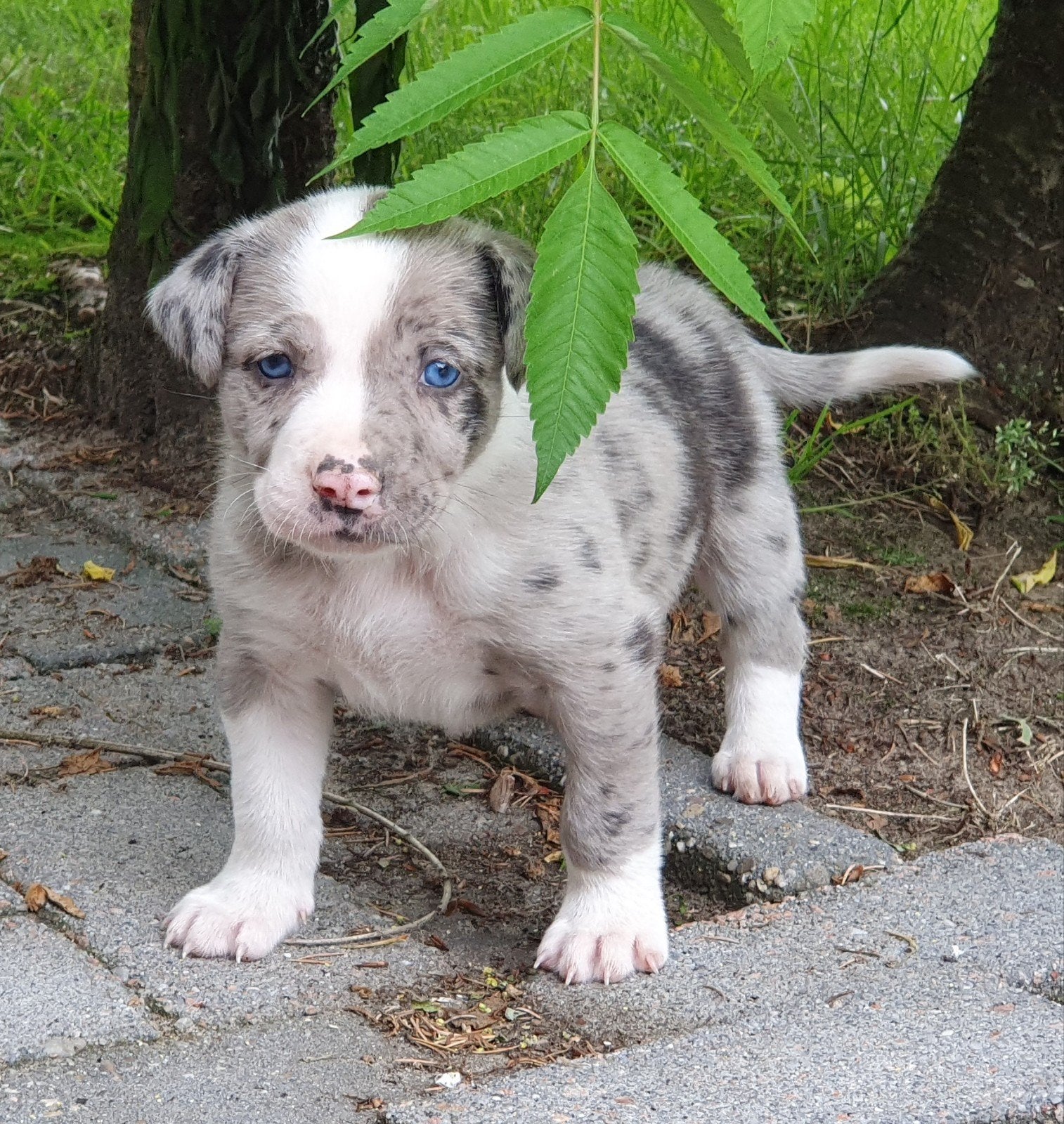 Border Collie Kruising pups, Parvo, 8 tot 15 weken, Collie, Meerdere