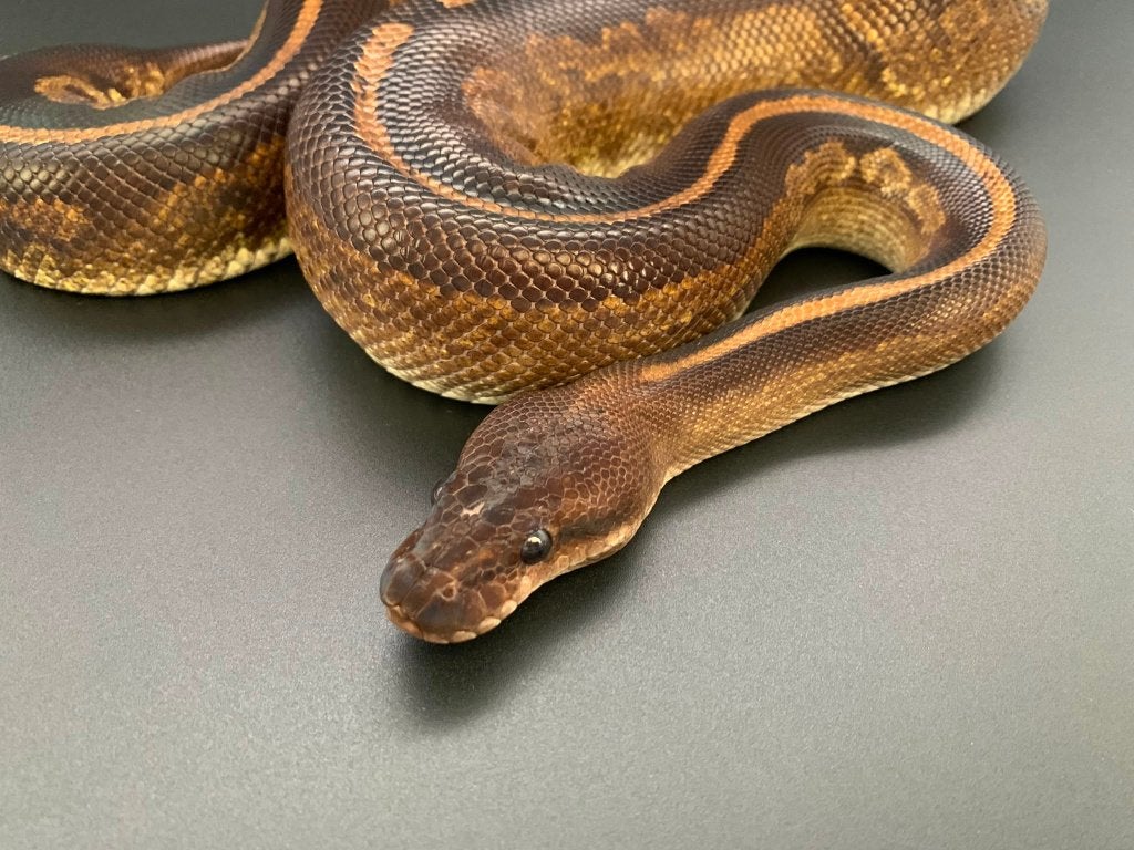 0.1 copper cinnamon python regius volwassen, Dieren en Toebehoren, Reptielen en Amfibieën, Slang, 7 tot 10 jaar