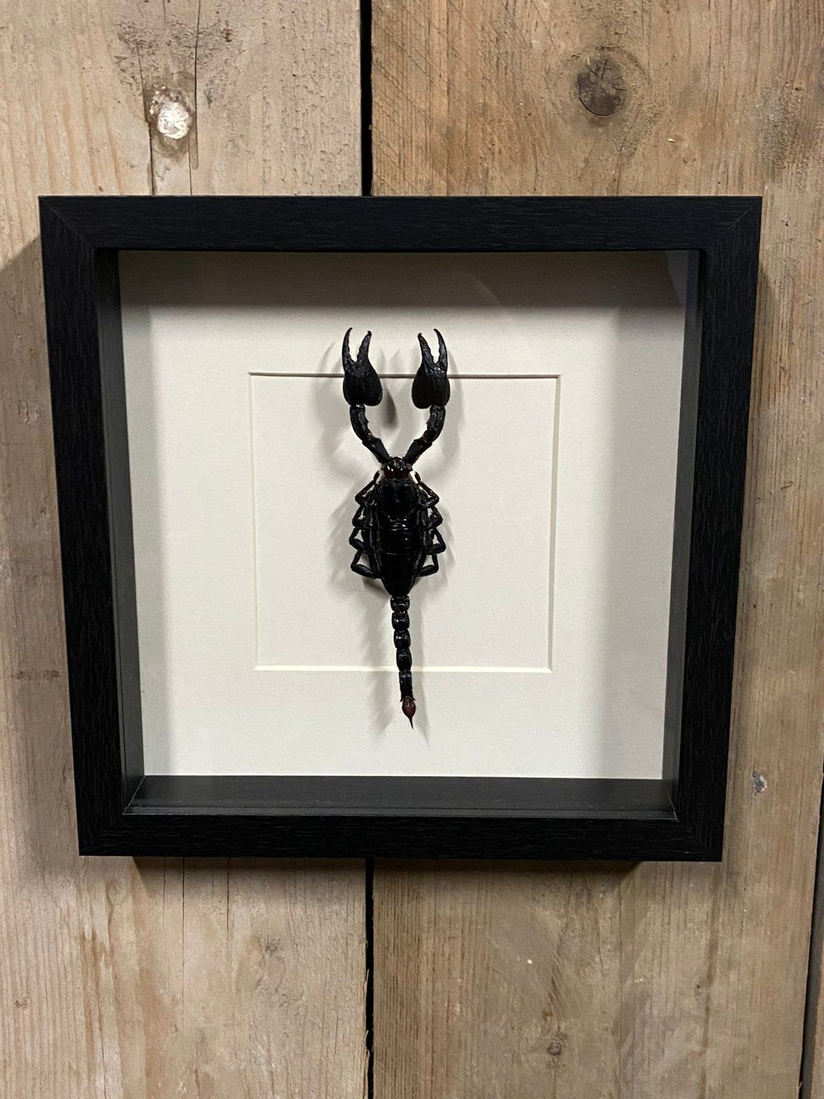 Mooie luxe lijst met een schorpioen, Ophalen of Verzenden, Nieuw, Insect, Opgezet dier