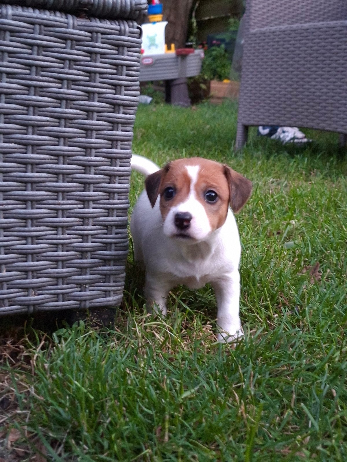 Prachtig Jackrussel teefje Broken coat, Dieren en Toebehoren, Honden | Jack Russells en Terriërs, Jack Russell Terriër, 8 tot 15 weken