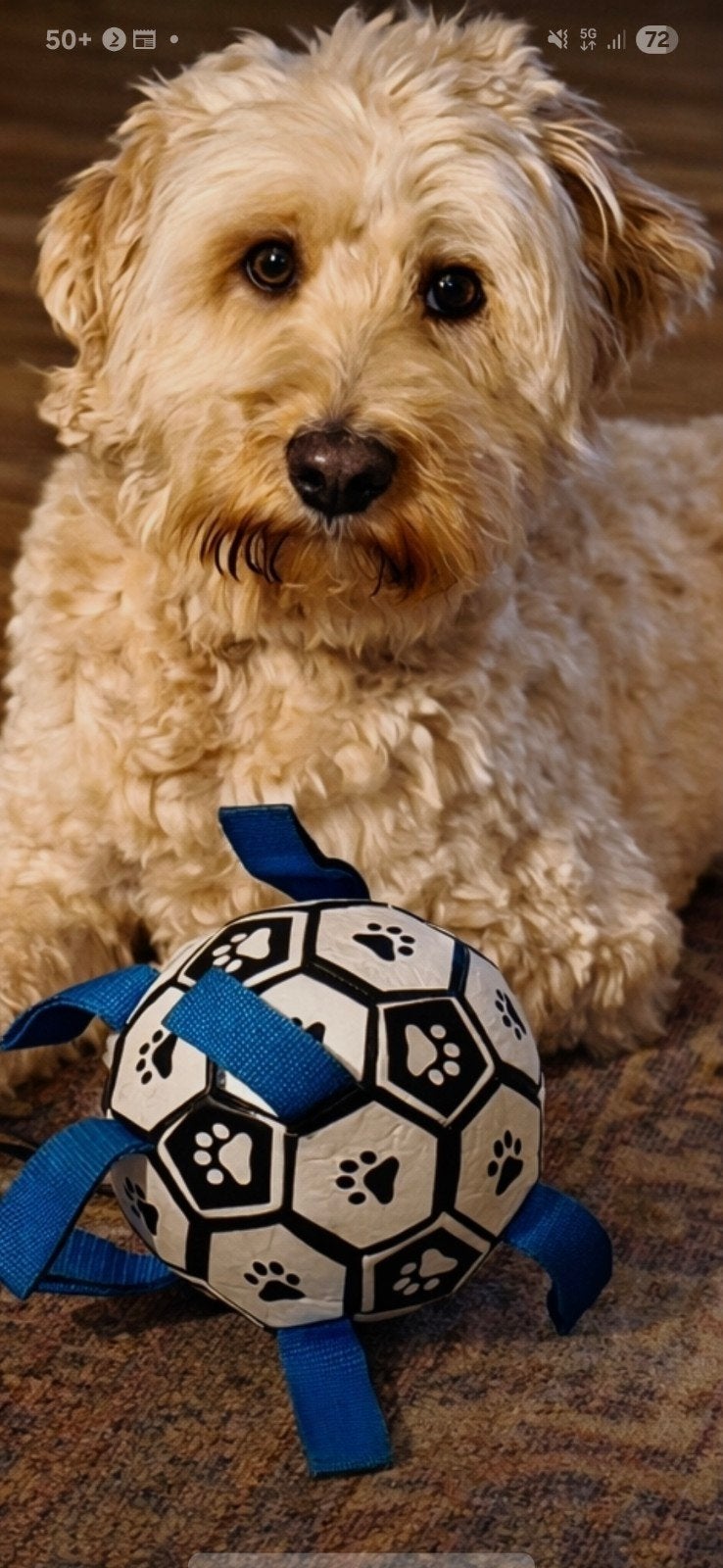 Prachtige Medium Dekreu: Golden Irish Doodle( EMBARK GETEST, Reu, Eén hond, CDV (hondenziekte), 3 tot 5 jaar