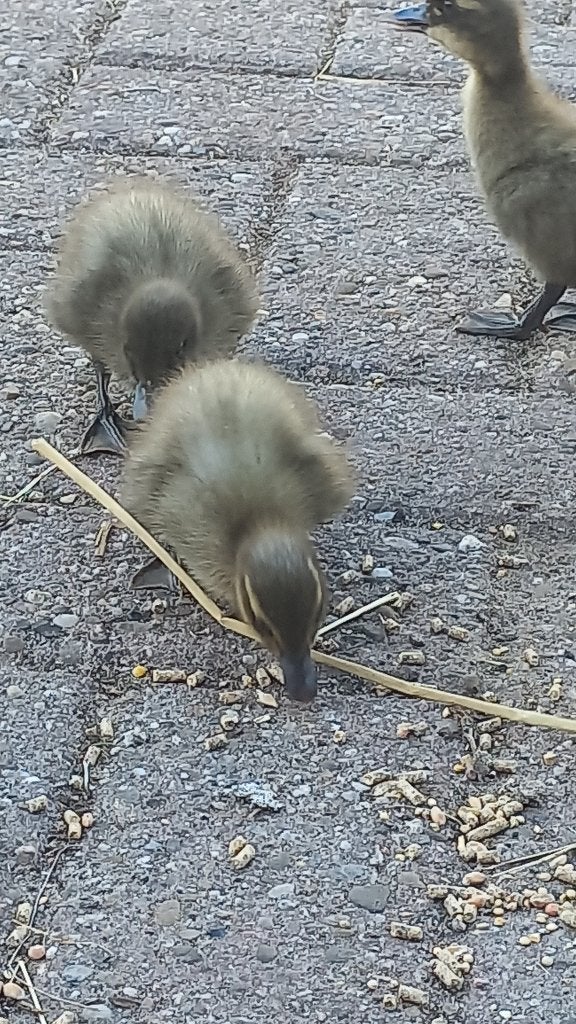 Indische loopeendkuikens, Geslacht onbekend