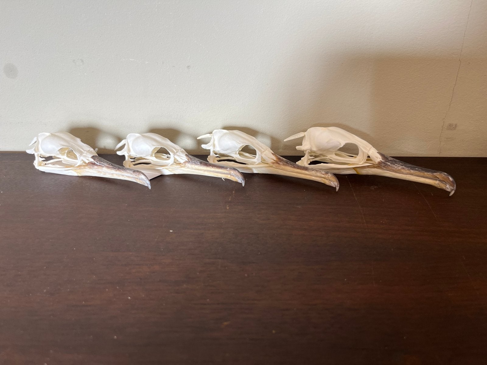 Schedel Aalscholver., Verzamelen, Dierenverzamelingen, Ophalen of Verzenden, Nieuw, Vogel, Schedel