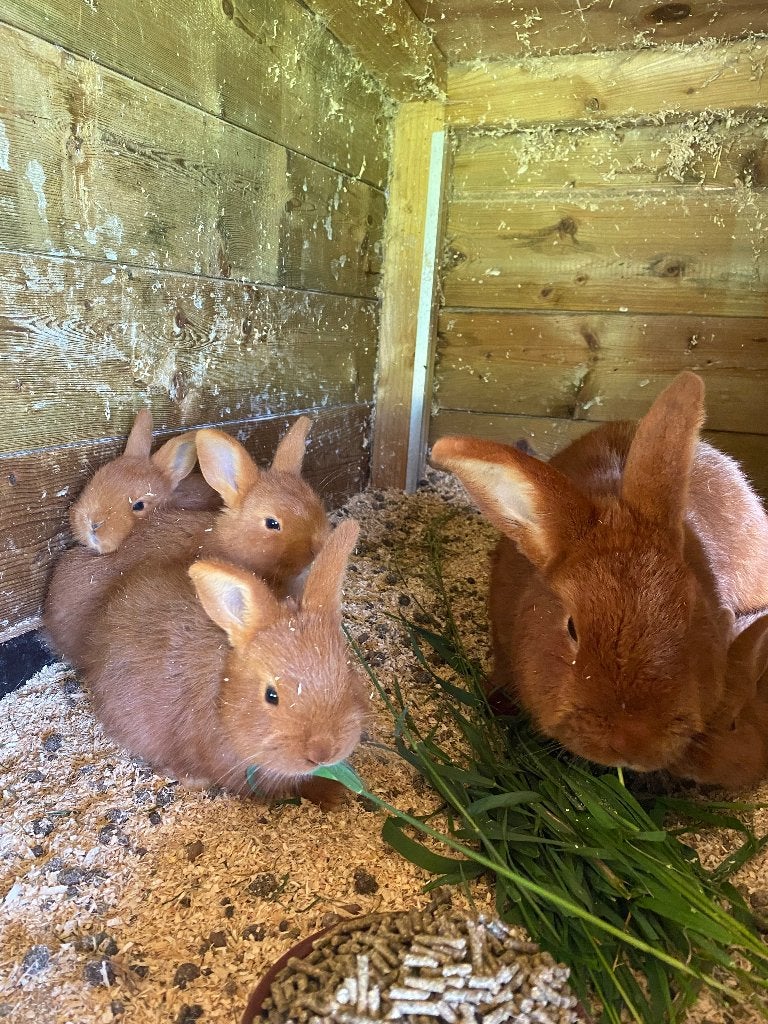 Jonge konijnen, Meerdere dieren, Middelgroot, 0 tot 2 jaar