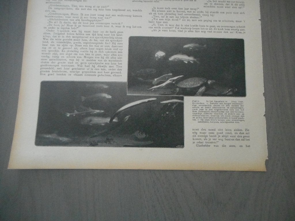 Artis. Aquarium. 1912., Verzamelen, Tijdschriften, Kranten en Knipsels, Ophalen of Verzenden, Voor 1920, Nederland, Knipsel(s)