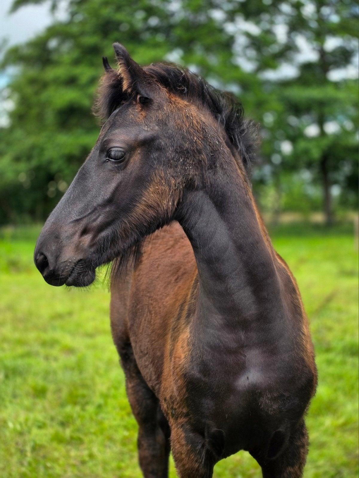Volpapier Fries hengst veulen (Kanne534 x Yme507), Dieren en Toebehoren, Paarden, Hengst, 165 tot 170 cm, 0 tot 2 jaar