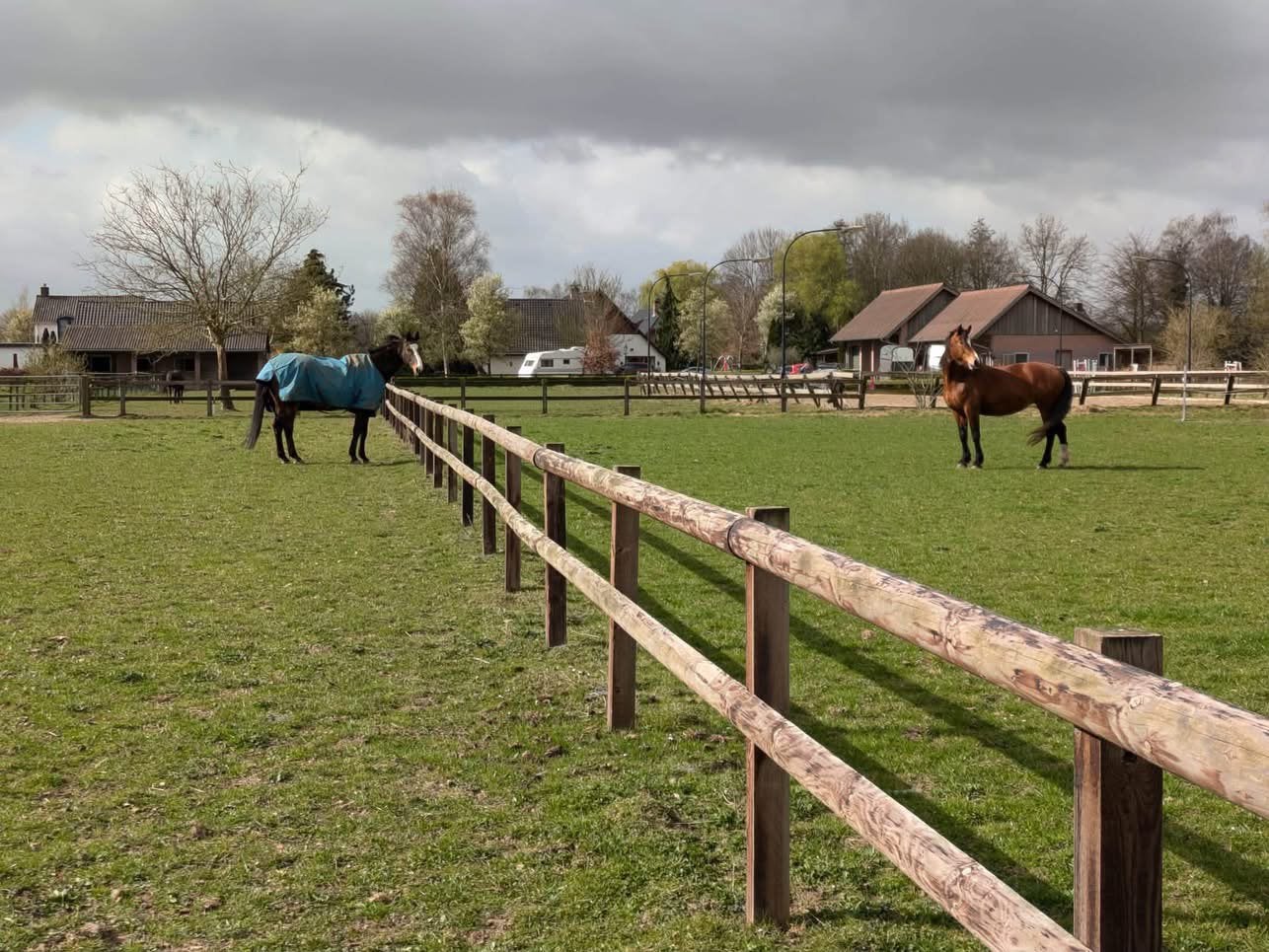 Pension stalling vrij voor sociale ruin of merrie, Weidegang