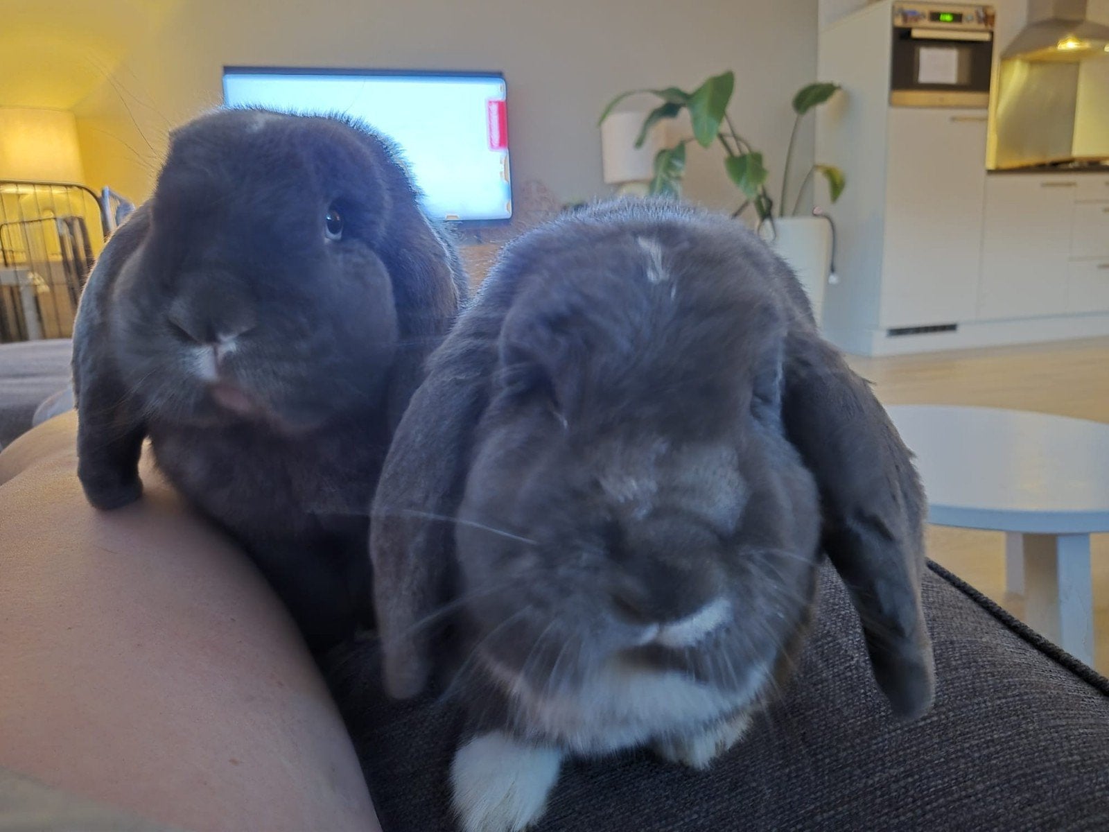 mooi koppel Franse hangoren uit de opvang zoeken een plek!, Dieren en Toebehoren, Konijnen, Meerdere dieren, Dwerg