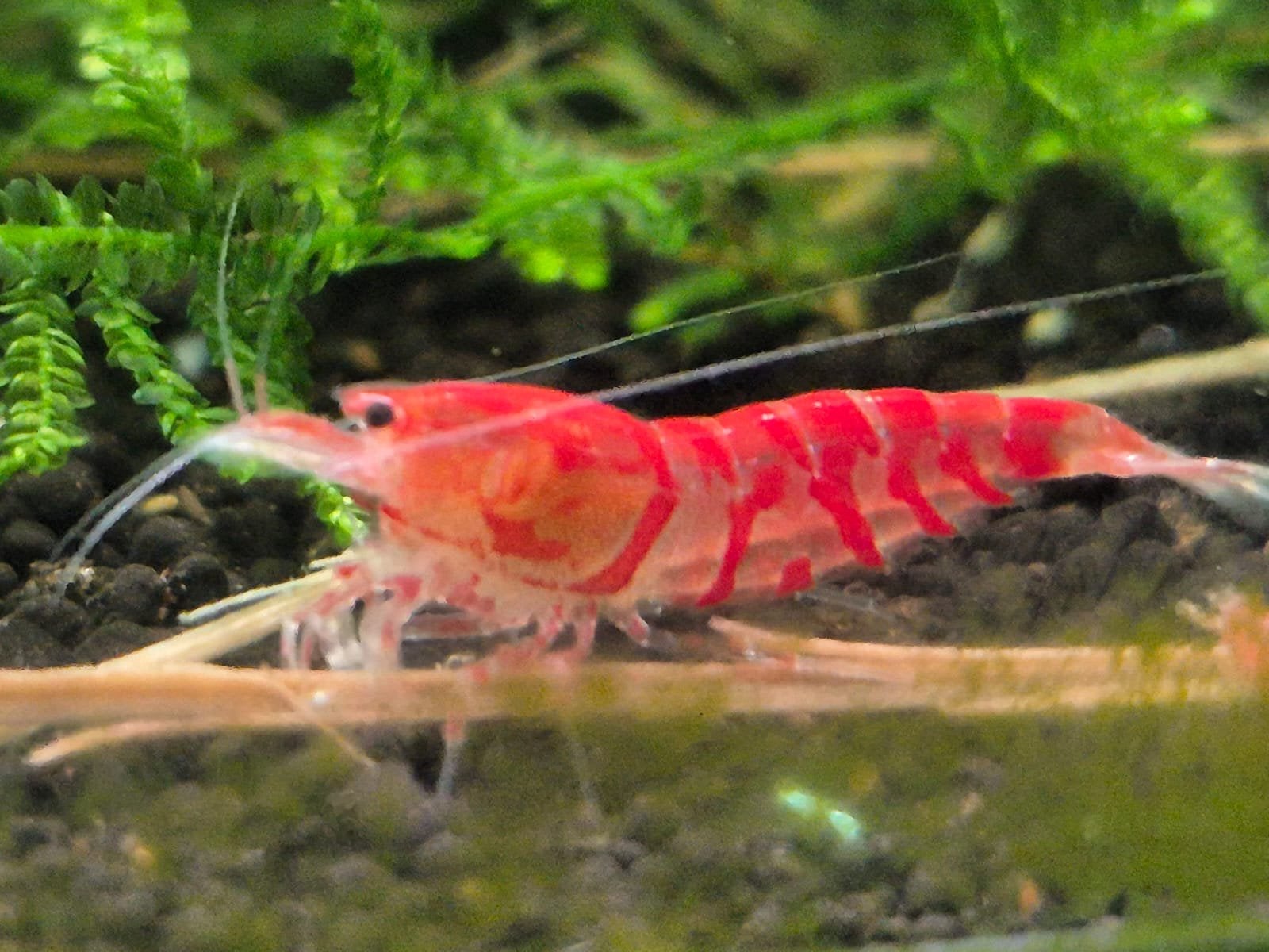 Red Lilly Tiger High Grade rode garnalen, Caridina, Kreeft, Krab of Garnaal