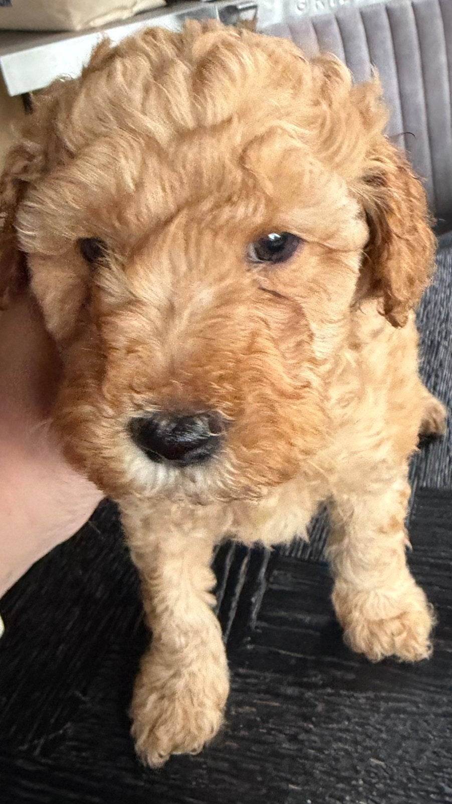 Lieve labradoodle pups zoeken hun gouden mandje, 8 tot 15 weken, CDV (hondenziekte), Meerdere, Nederland