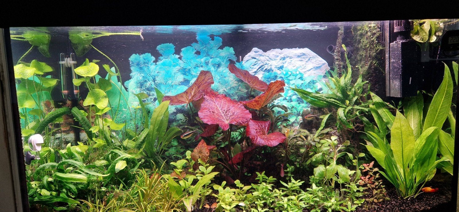 1 Pakketje aquariumplanten 5 soorten, Ophalen of Verzenden, Nieuw, Plant(en), Steen of Hout