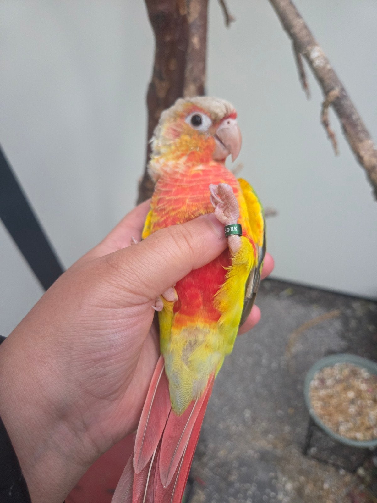 gezocht jonge pyrrhura's!, Dieren en Toebehoren, Vogels | Parkieten en Papegaaien, Parkiet, Tam