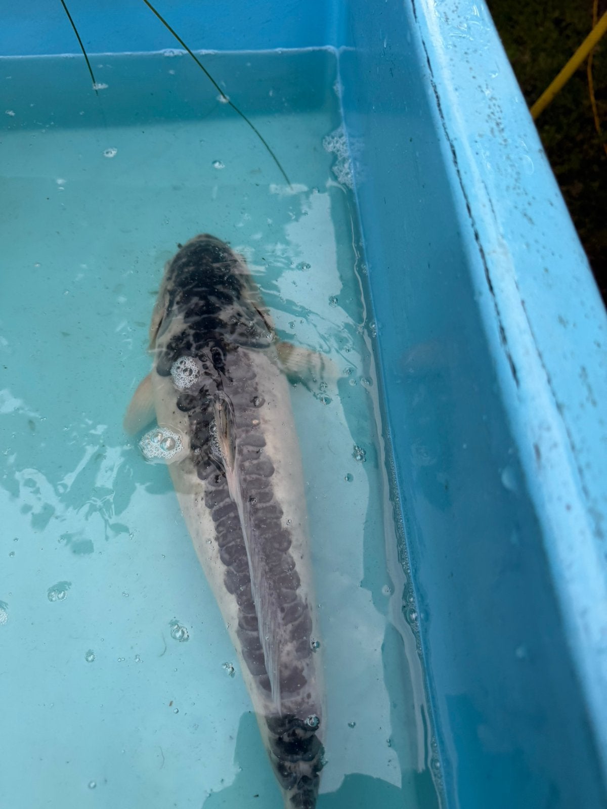 Doitsu Kikokuryo koi, Karper of Koi