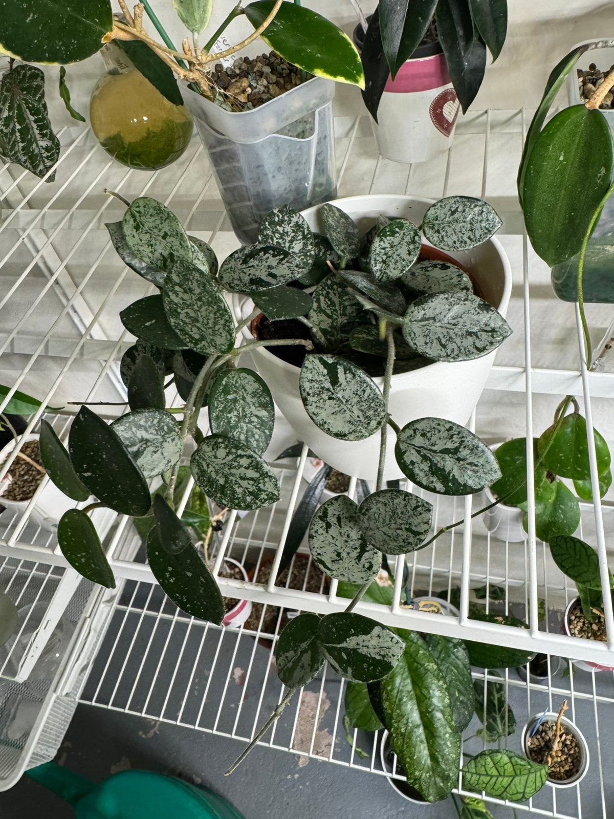 Hoya Mathilde Splash, Huis en Inrichting, Kamerplanten, Ophalen of Verzenden, Halfschaduw, Minder dan 100 cm