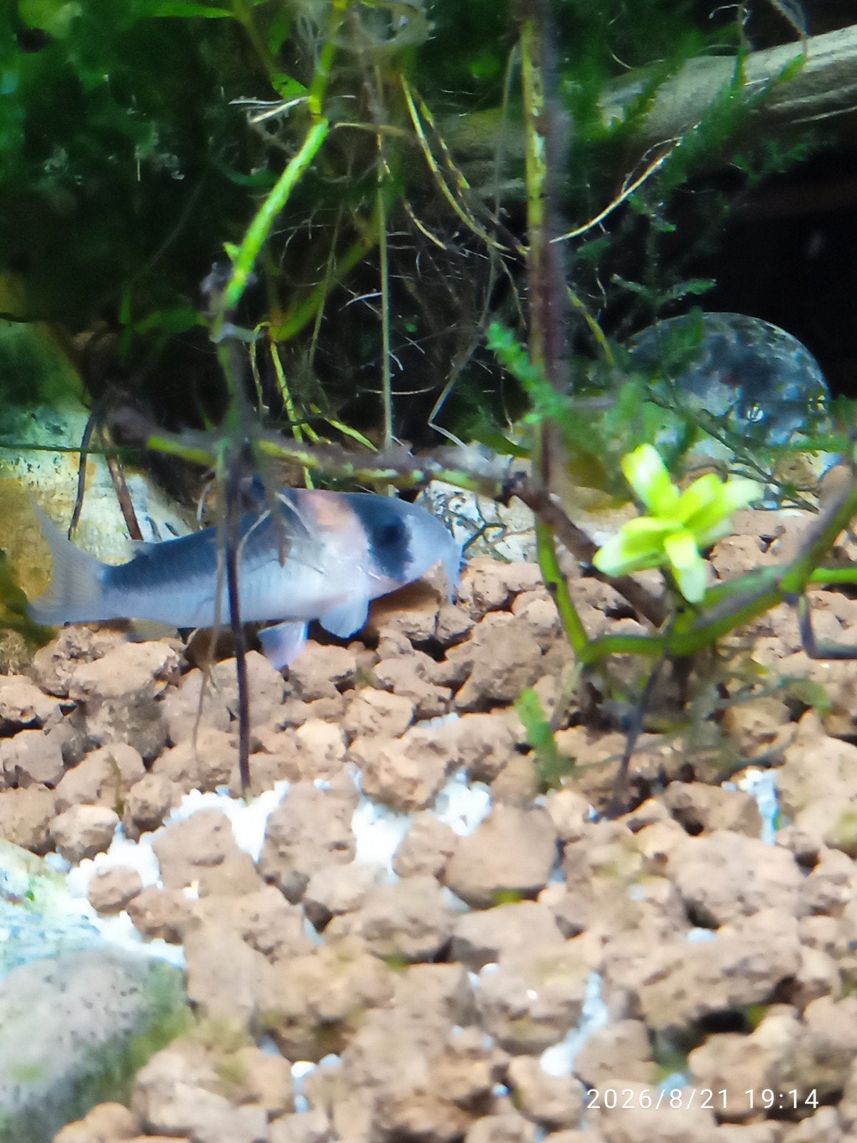 corydoras duplicareus, Vis