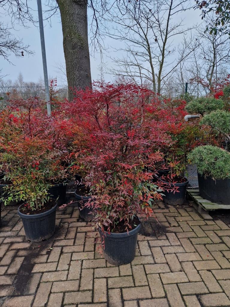 Nandina Domestica XXL - Hemelse Bamboe, Tuin en Terras, Planten | Tuinplanten, Overige soorten, Vaste plant, Ophalen of Verzenden