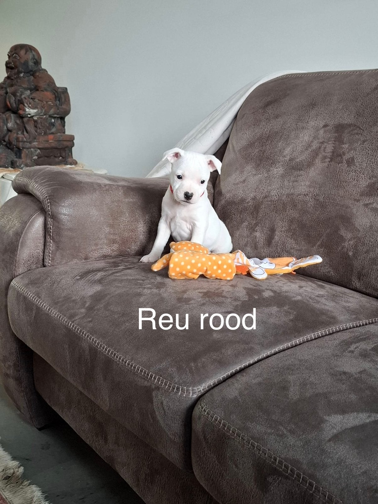 Engelse stafford  ( Staffordshire Bull Terrier ), Dieren en Toebehoren, Overige rassen, CDV (hondenziekte), 8 tot 15 weken, Meerdere