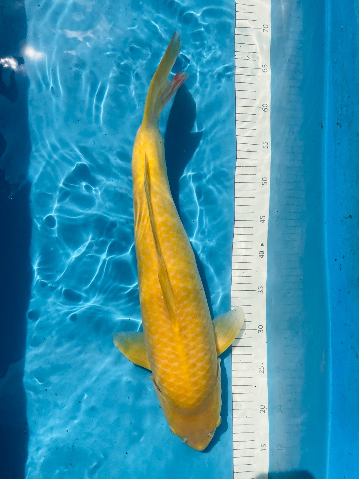 Koi - Karashigoi, Dieren en Toebehoren, Vissen | Vijvervissen
