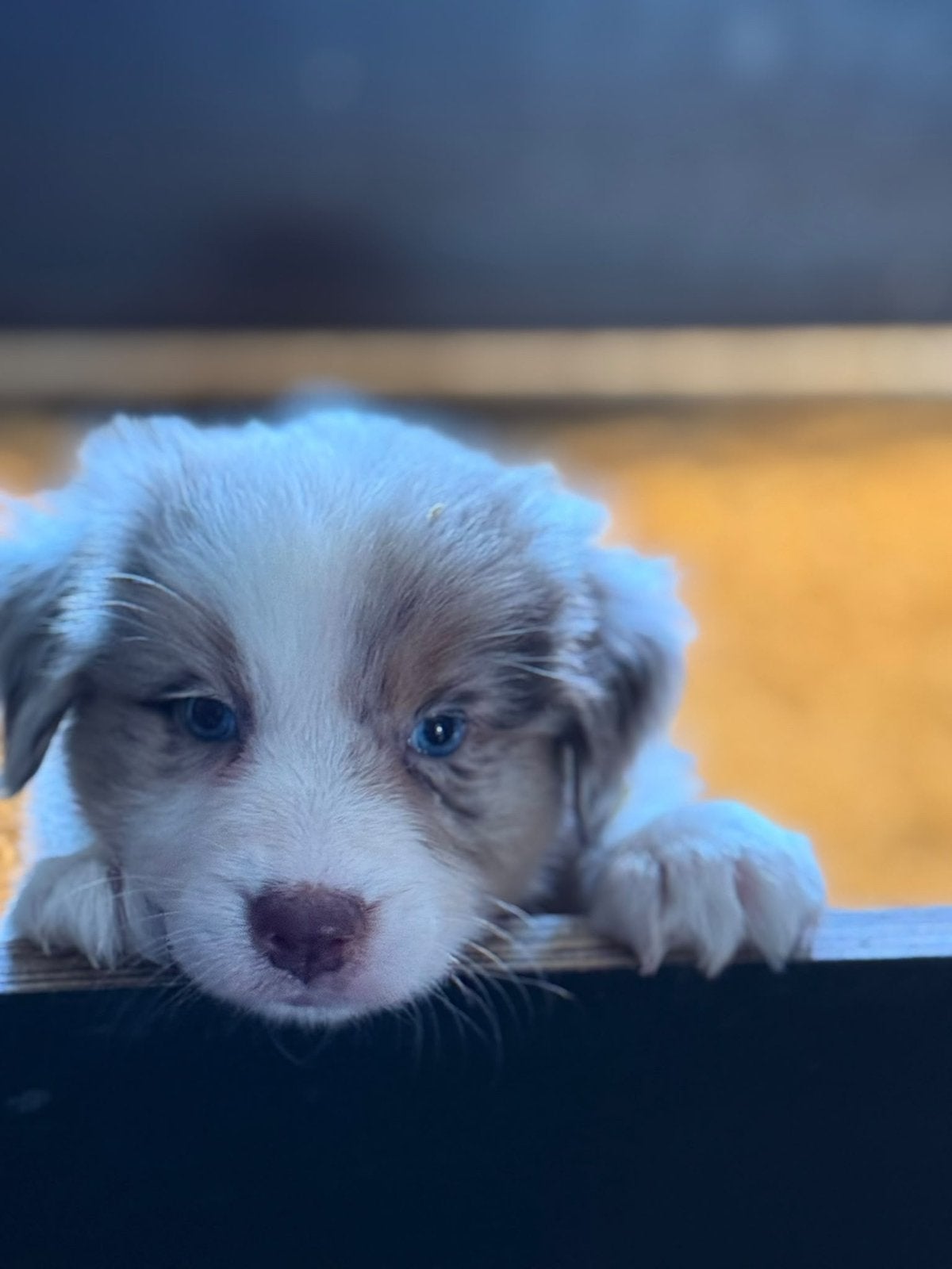 2 Merle teefjes. Mogen direct mee! Australian Shepherd pups, CDV (hondenziekte), 8 tot 15 weken, Meerdere, Meerdere dieren
