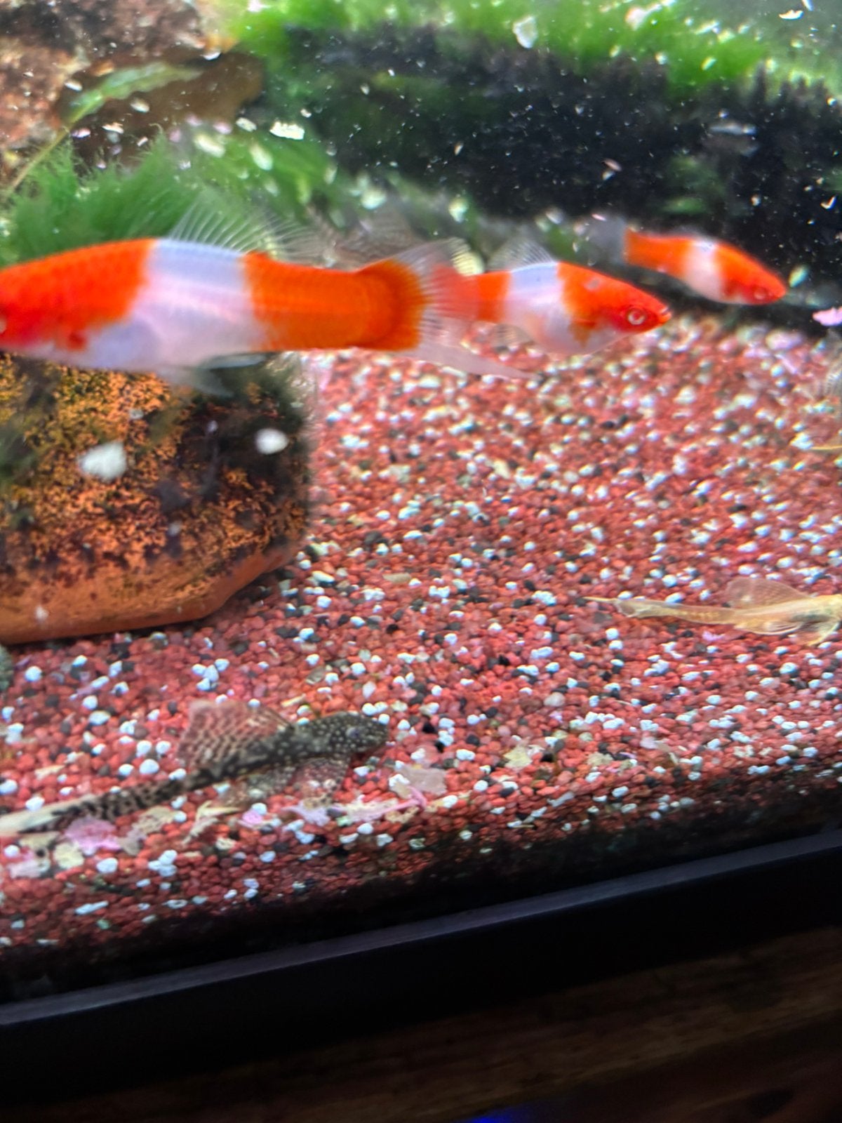 ancistrus wildkleur longvin, Dieren en Toebehoren, Vissen | Aquariumvissen, Vis, Zoetwatervis, Schoolvis