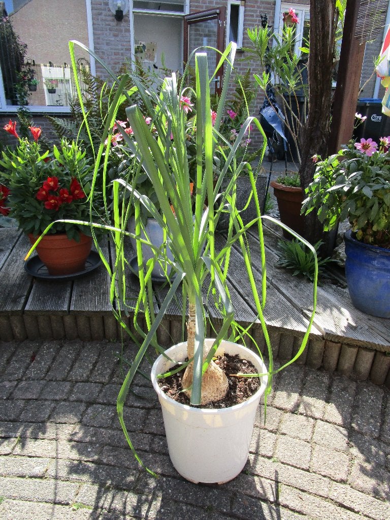 Olifantspoot (Beaucarnea recurvata) van 70 cm, Ophalen, Overige soorten, Halfschaduw, In pot