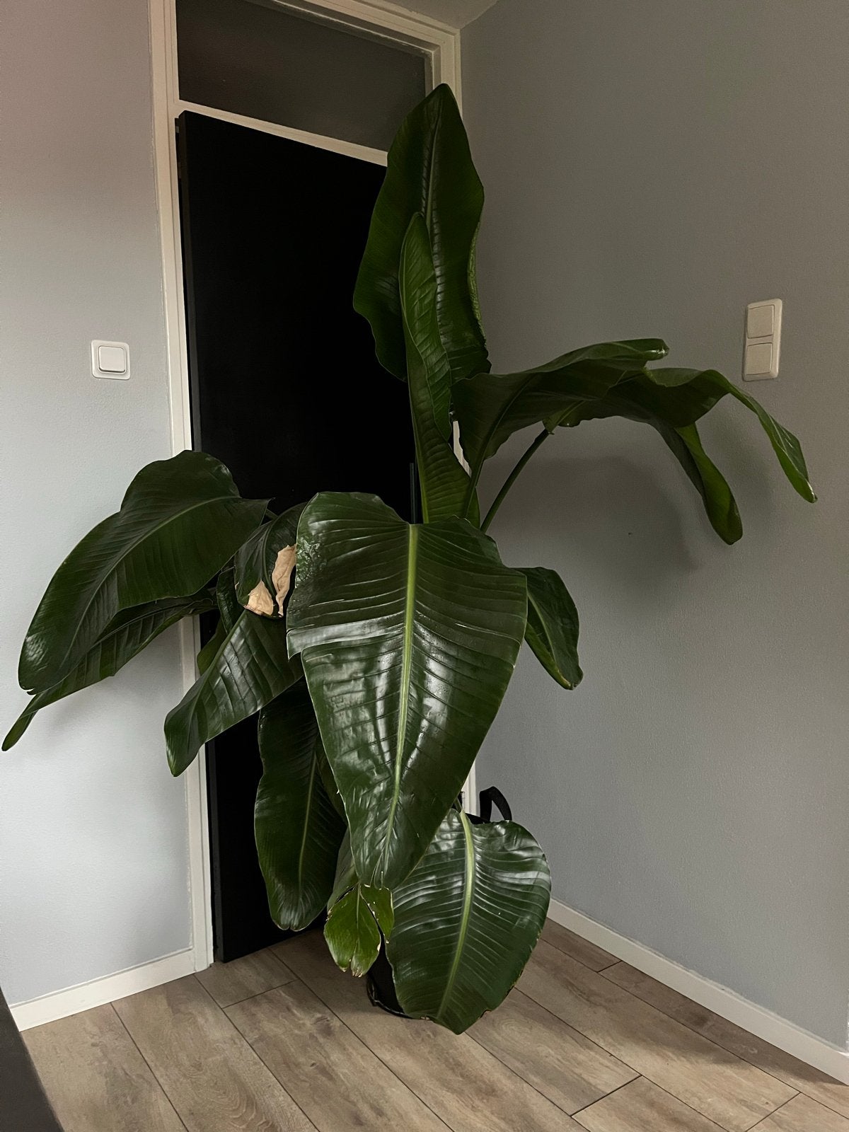 Grote Strelitzia Nicolai - Paradijsvogelplant, Huis en Inrichting, Kamerplanten, Ophalen, Overige soorten, Halfschaduw, In pot