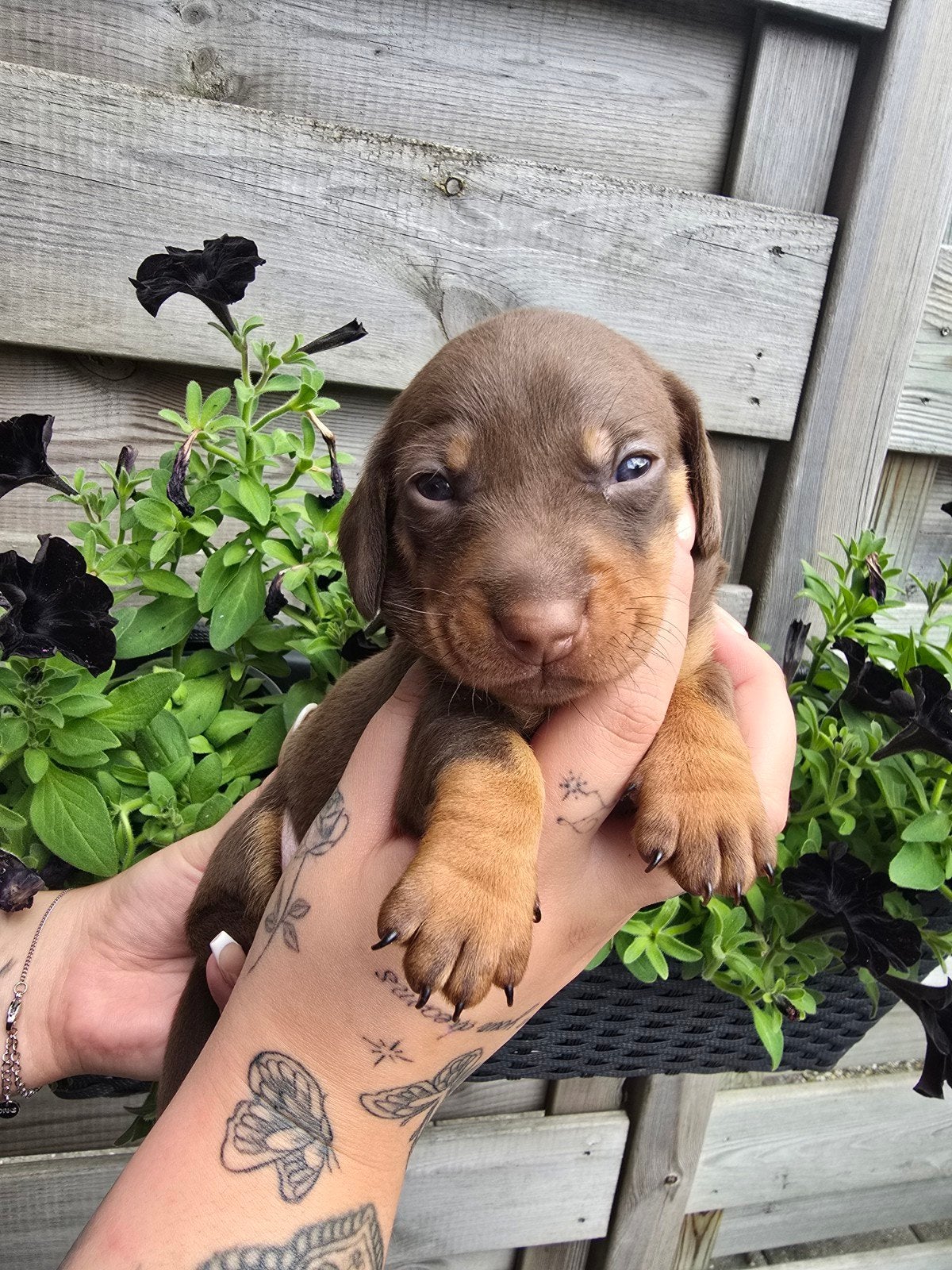 Mooie choco dame zoekt haar gouden mand, Dieren en Toebehoren, Parvo, 8 tot 15 weken, Korthaar, Teef