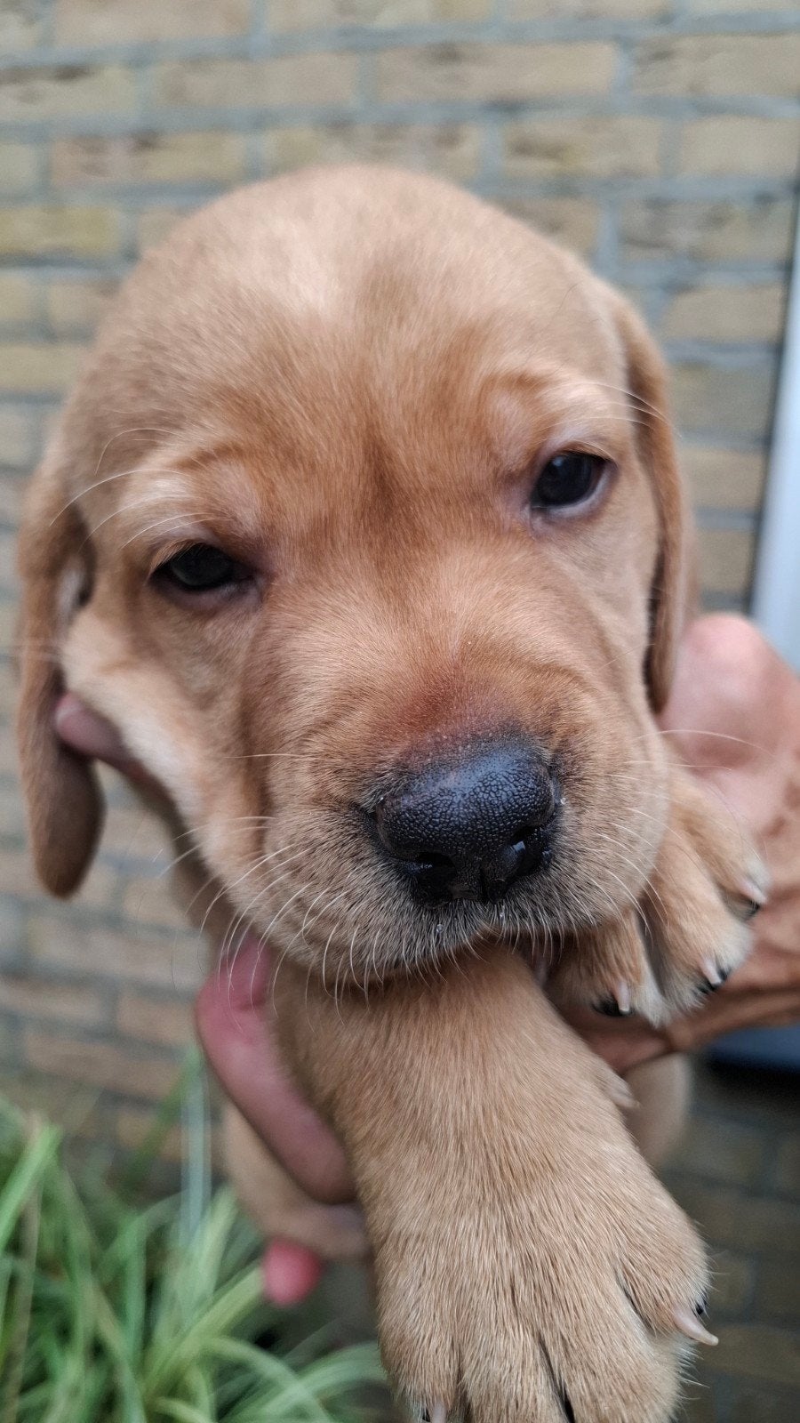mooie Vizslador pups, Dieren en Toebehoren, 8 tot 15 weken, Labrador retriever, Meerdere, Meerdere dieren