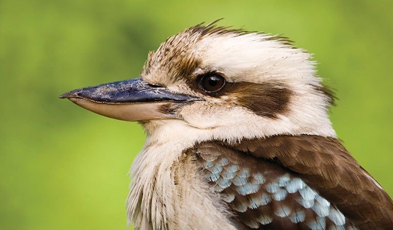 Kookaburra´s, volwassen en jongen., Meerdere dieren, Roofvogel, Geringd