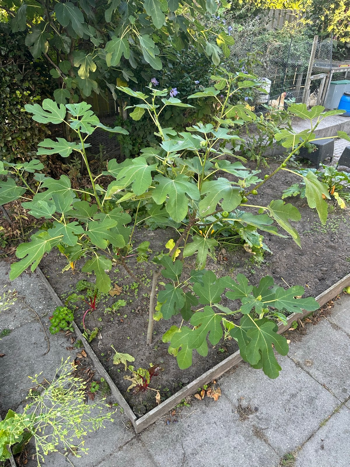 Vijgenboom 1.5 meter, Volle zon, Vaste plant, Ophalen of Verzenden, Zomer