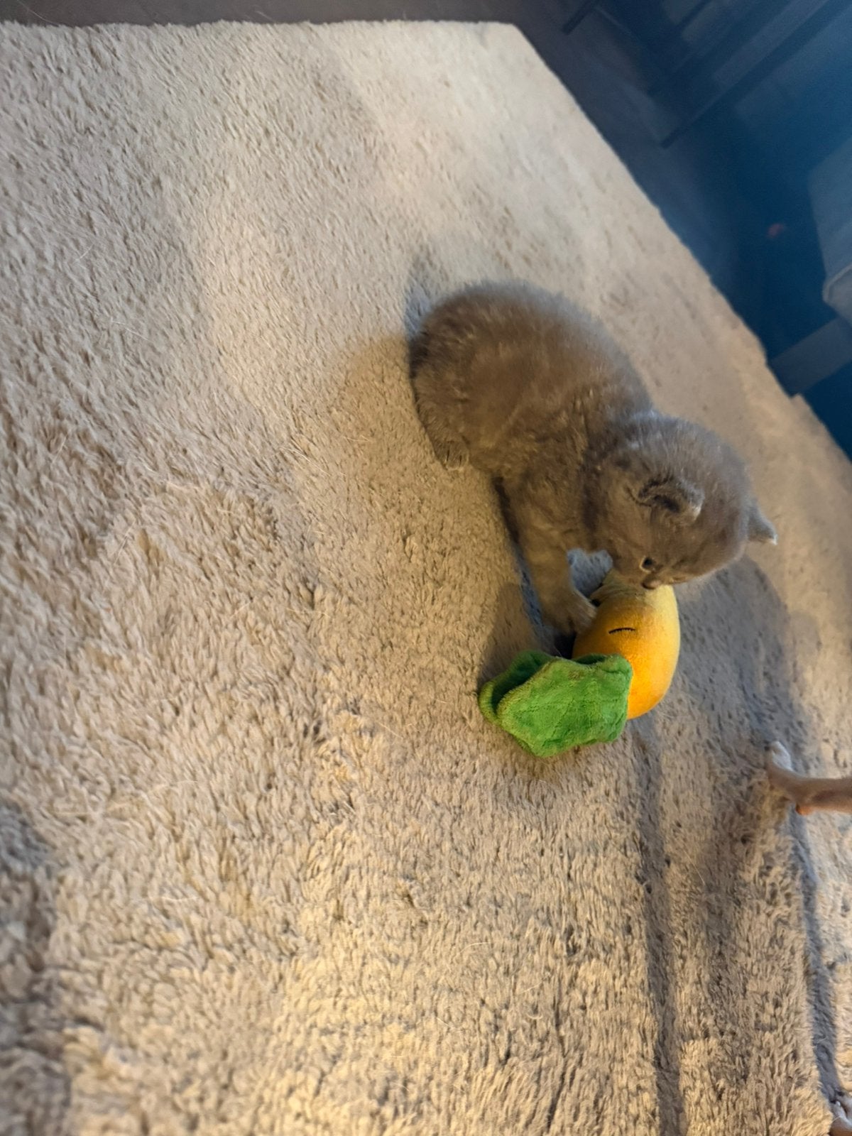 Te koop Brits korthaar kittens, Dieren en Toebehoren, Katten en Kittens | Raskatten | Korthaar