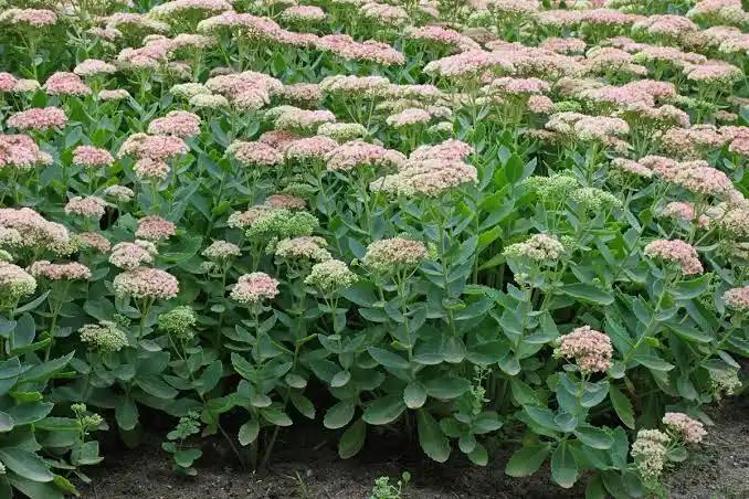 Sedum spectabile - Hemelsleutel, Ophalen, Bodembedekkers, Volle zon, Vaste plant