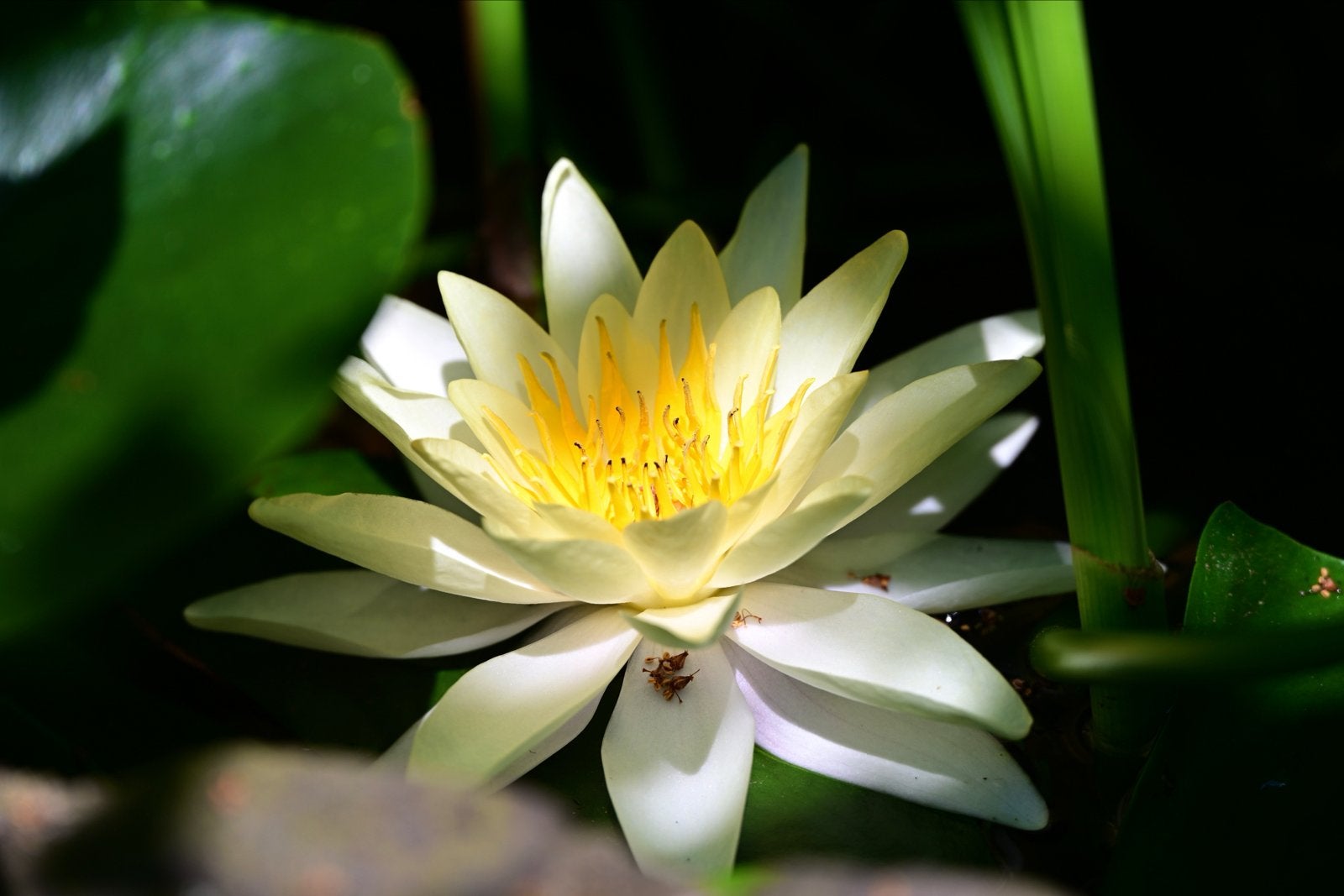 Waterlelie planten voor uw vijver, Ophalen, Gebruikt