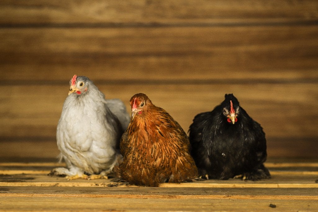 Cochin krielen | Vriendelijke kippen | Passend advies, Dieren en Toebehoren, Vrouwelijk, Kip