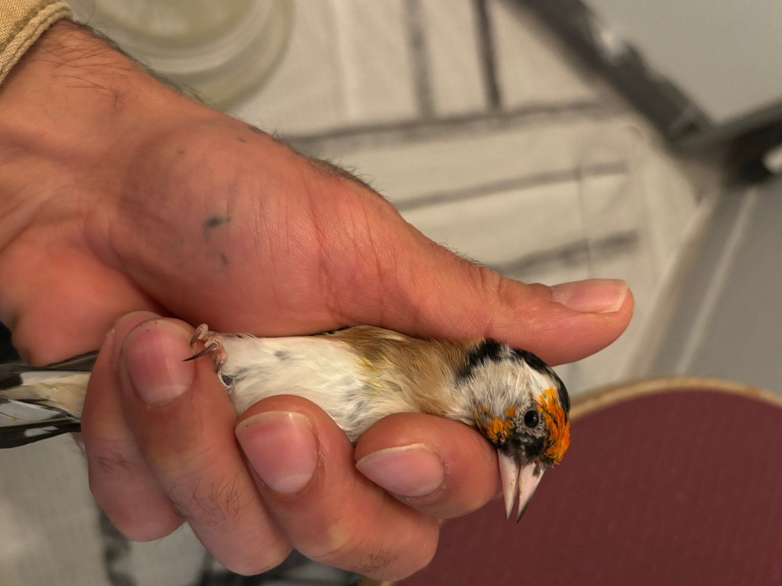 Mooie mannelijke goudvink uit 2026 te koop. Goede broedman., Mannelijk, Wildzangvogel