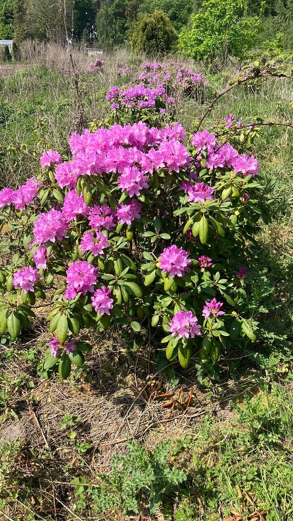 Rhododendron catawbiense en nova zembla moeten weg!!!!, Tuin en Terras, Ophalen of Verzenden, Overige soorten, Halfschaduw