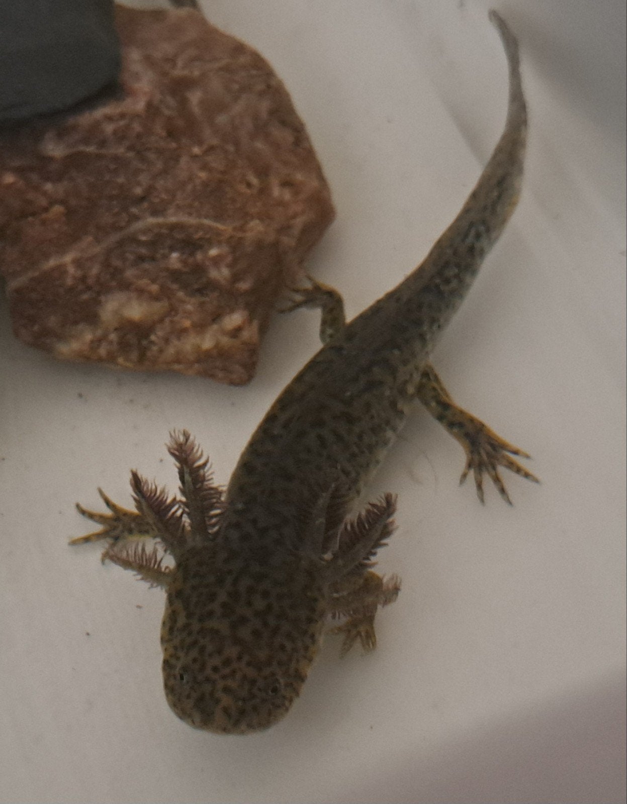 Axolotl's, Vis