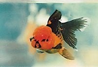 Leeuwenkop Oranda Verschillende soorten, Dieren en Toebehoren, Vis, Zoutwatervis