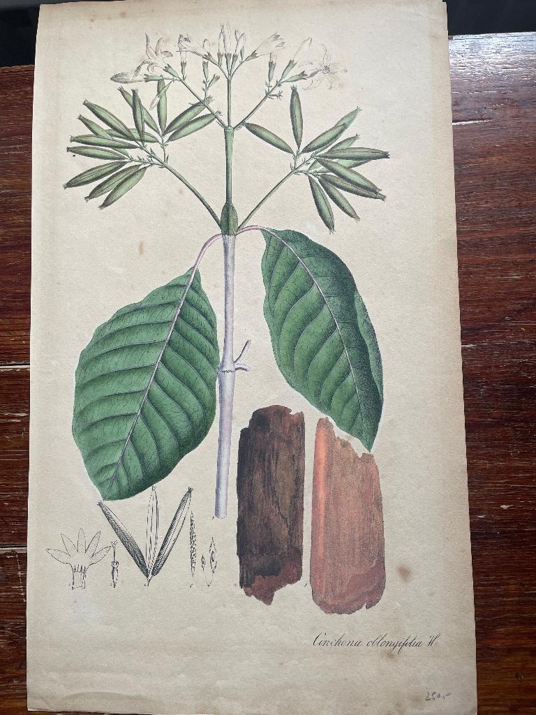 Cinchona Oblongifolia (Ladenbergia oblongifolia), 1851, 1800 - 1899, Flora en Fauna, 28 cm, 47 cm
