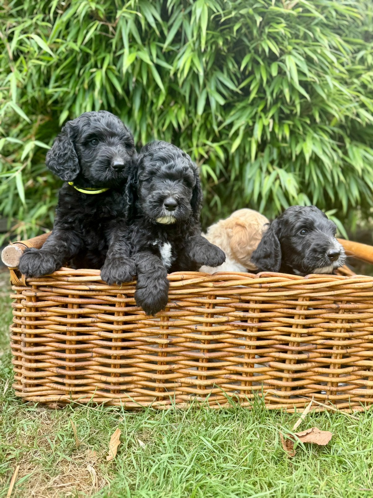 Prachtige medium labradoodle puppies te koop, Parvo, Overige rassen, 8 tot 15 weken, Meerdere